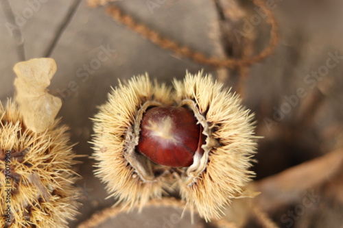 
Chestnuts found on the ground around the chestnut tree.