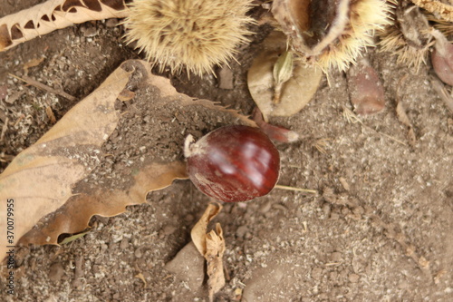 
Chestnuts found on the ground around the chestnut tree.