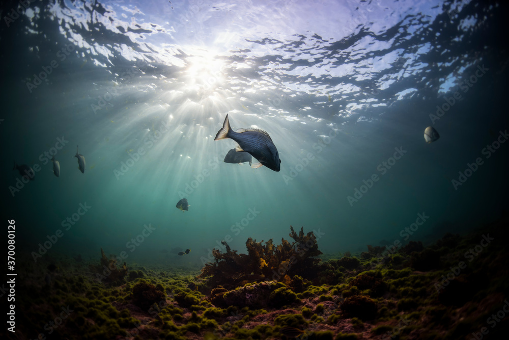 Obraz premium School of fish swimming in the crystal clear water, Australia