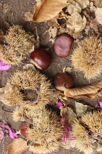
Chestnuts found on the ground around the chestnut tree.