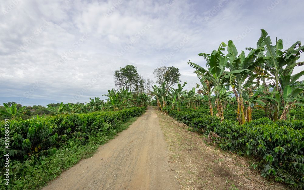 Photograph of a plantain crop, mixed with coffee and cassava in Valle del Cauca Colombia