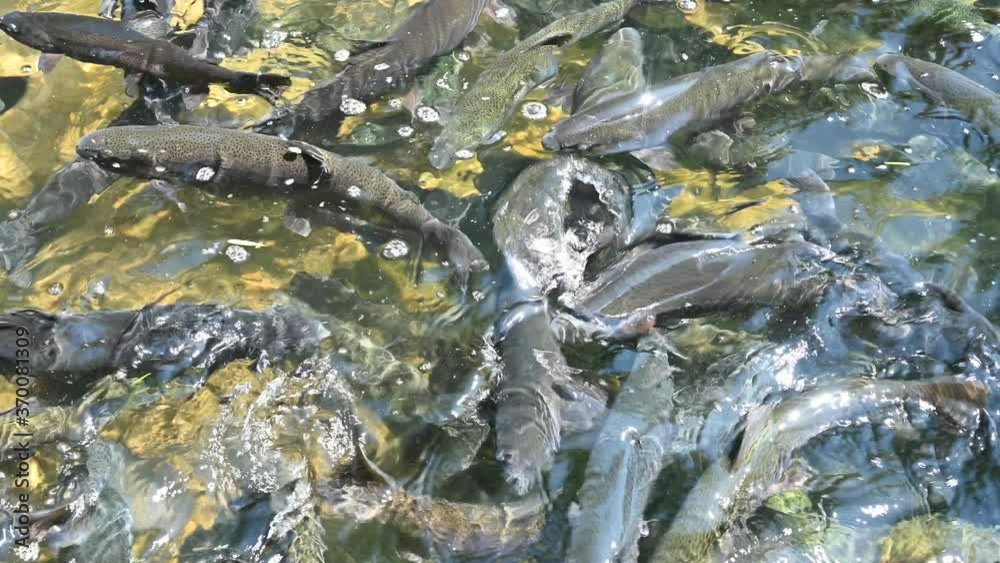 Feeding frenzy as rainbow trout eat at the D.C. Booth Historic National