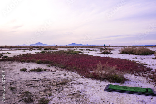 Saliconia Herbacea in cracked and reclaimed land.