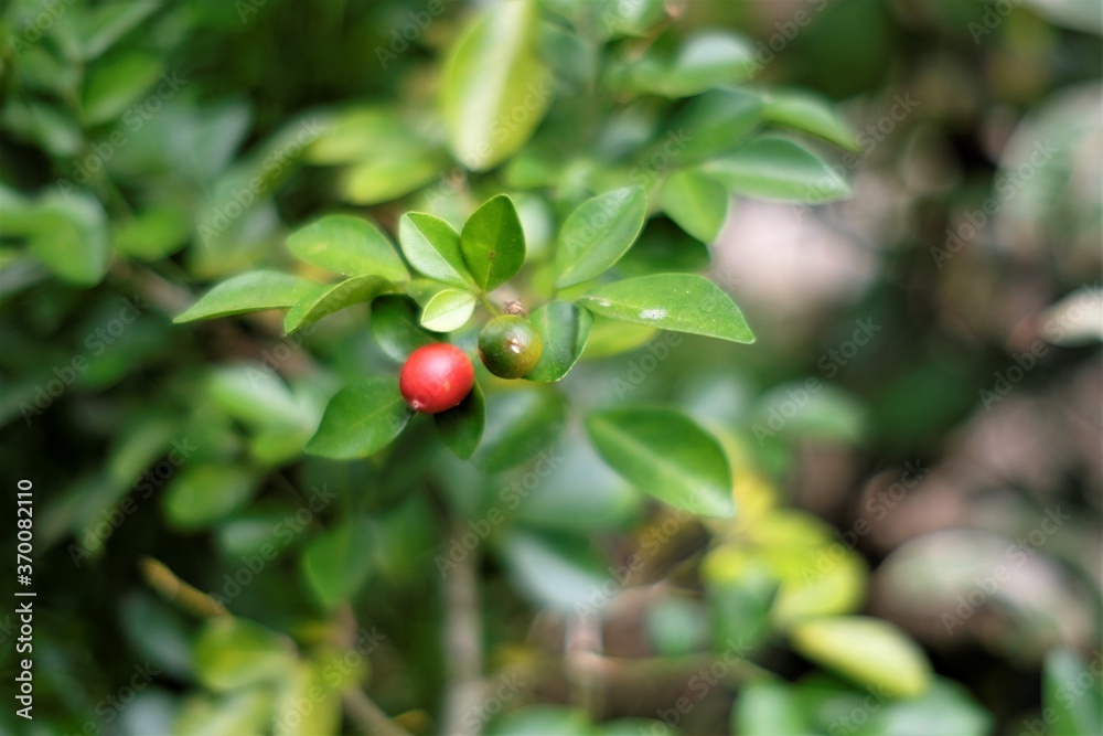 Photo of vaccinium fruits on the garden