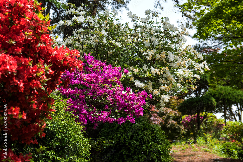 The beautiful wild flower in the garden. The beautiful wild flower in the garden.
