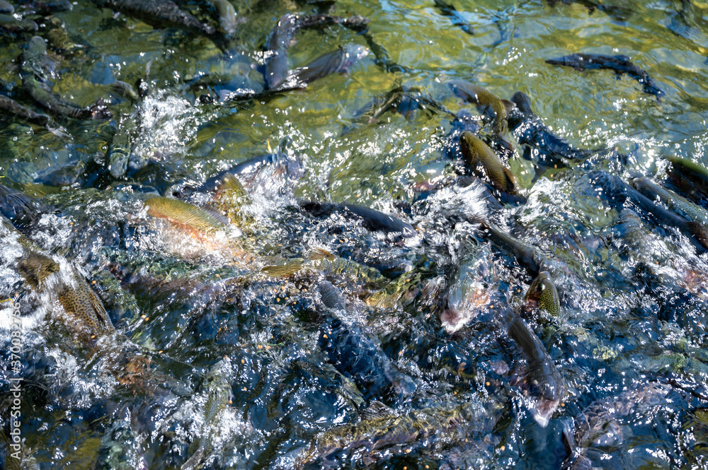 Fototapeta premium Feeding frenzy as rainbow trout eat at the D.C. Booth Historic National Fish Hatchery in Spearfish, South Dakota, USA