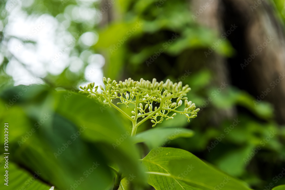 Fototapeta premium The beautiful wild flower in the garden.