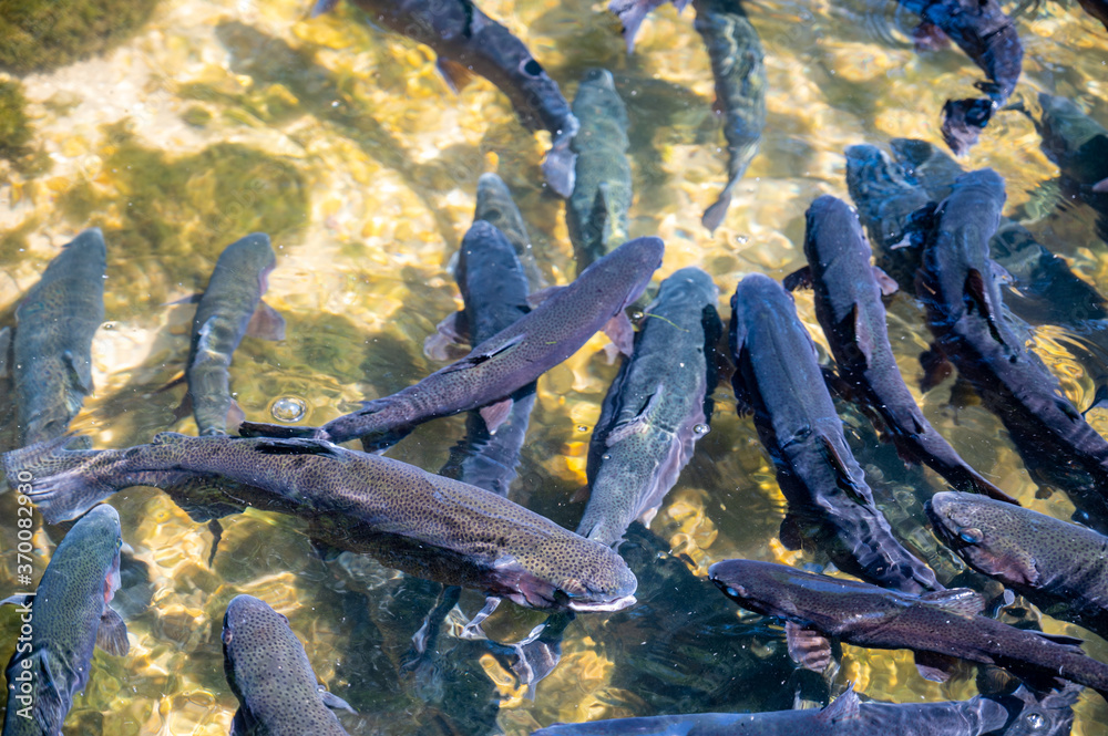 Feeding frenzy as rainbow trout eat at the D.C. Booth Historic National Fish Hatchery in