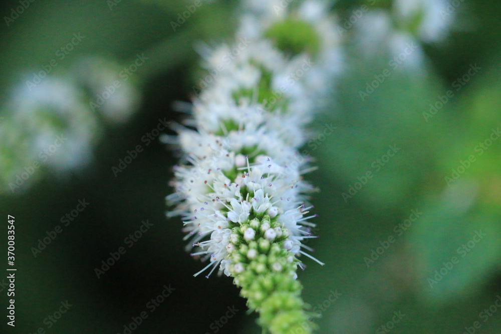 Mint flowers_4254 Mint flowers_4254
