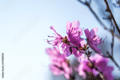 The beautiful Azalea flower scenery of spring field in the sunshine blurred backgound.