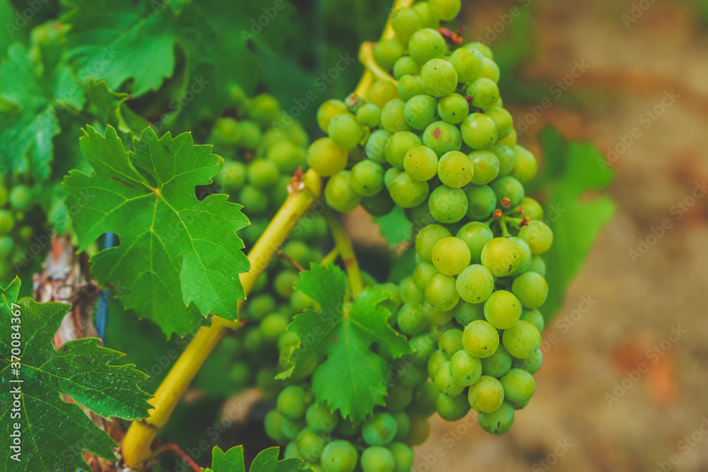 Fototapeta premium Nahaufnahme grüner Trauben einer Weinrebe