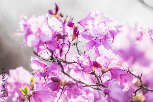 The beautiful Azalea flower scenery of spring field in the sunshine blurred backgound.