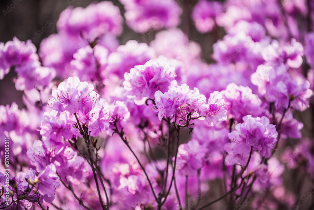 The beautiful Azalea flower scenery of spring field in the sunshine blurred backgound. The beautiful Azalea flower scenery of spring field in the sunshine blurred backgound.