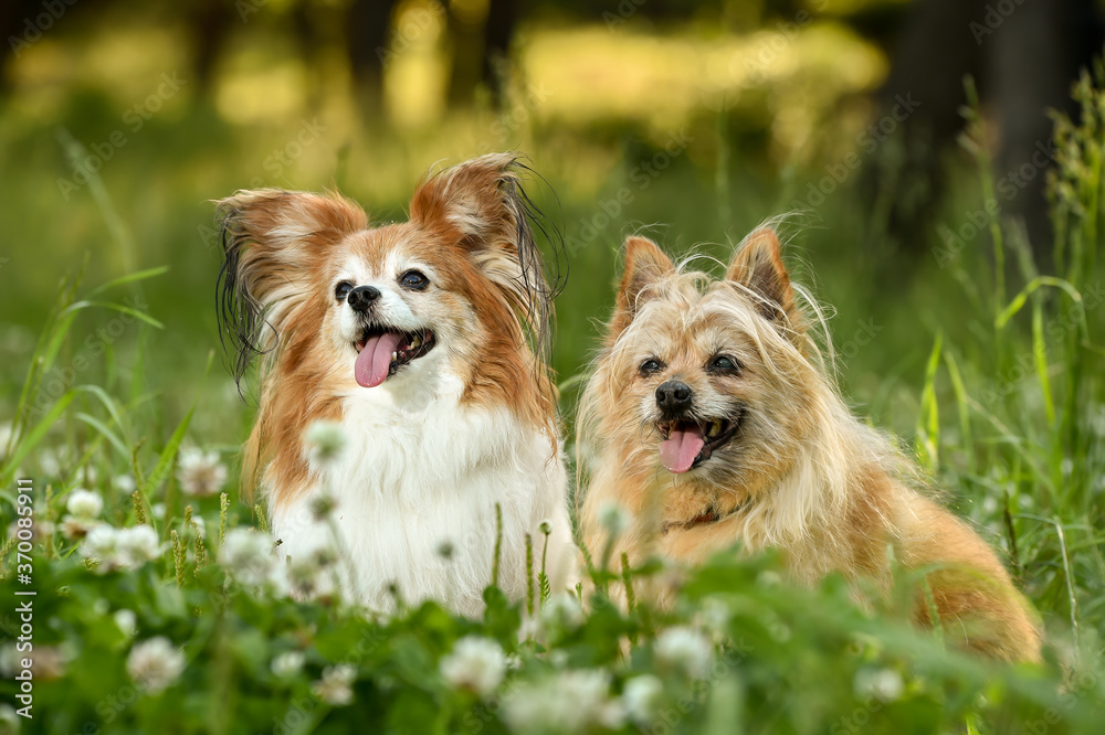 自然の中でおすましするミックス犬