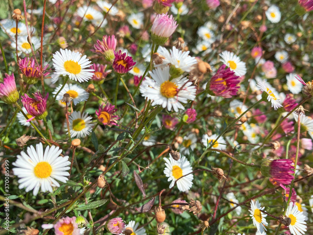 Meadow with multicoloured daisy close-up Meadow with multicoloured daisy close-up