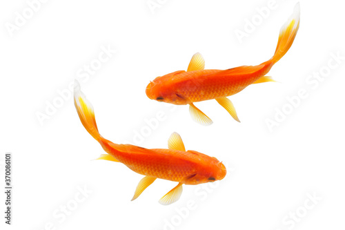 Wall Mural Top view fish on white background