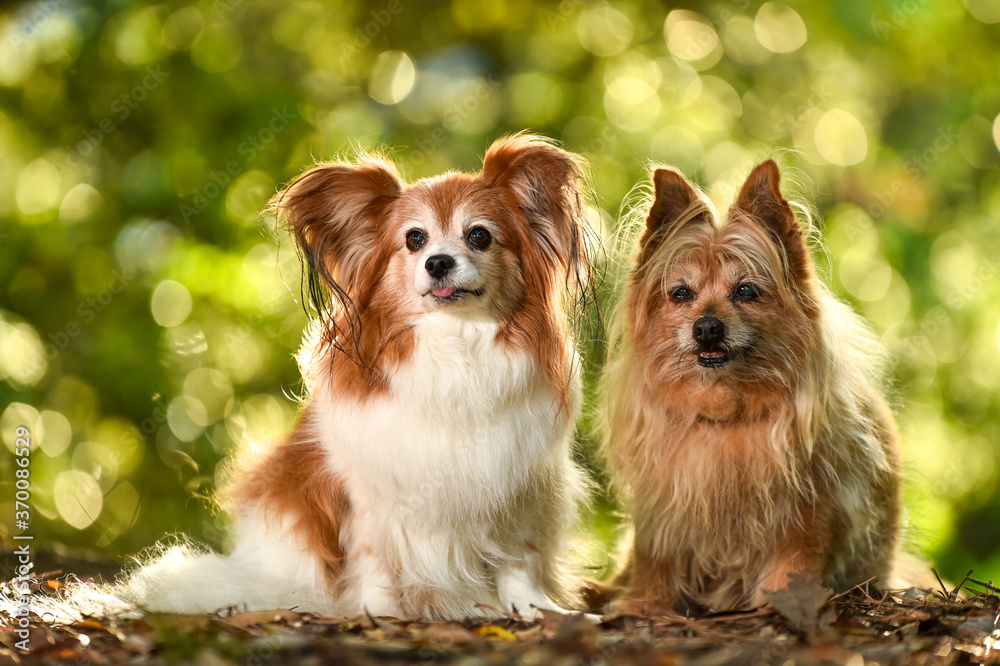 自然の中でおすましするミックス犬 自然の中でおすましするミックス犬