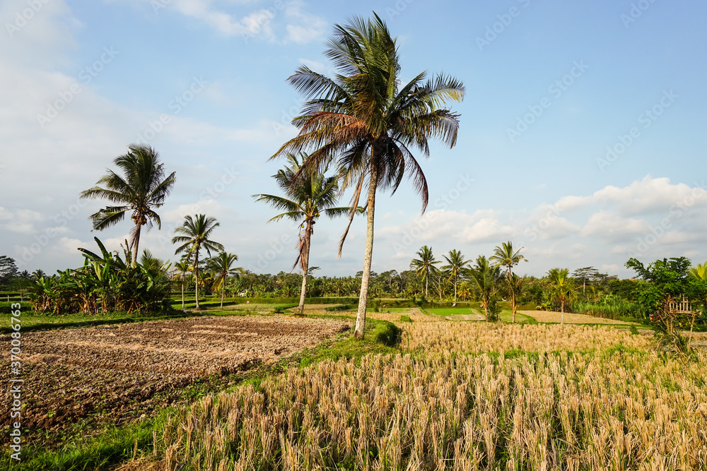 landscape of rice fields with palm trees in rural area of Bali