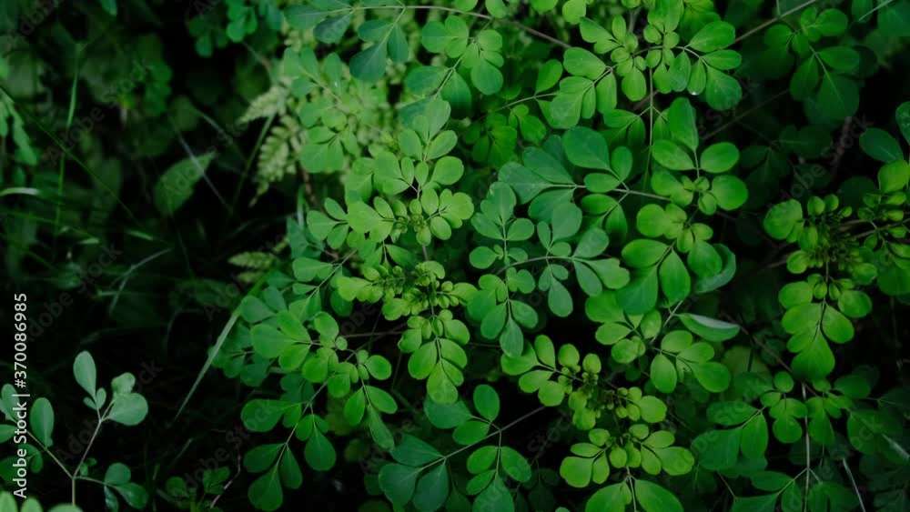 Close-up of beautiful and vivid green plant in a mountain forest. Zoom out shot. Close-up of beautiful and vivid green plant in a mountain forest. Zoom out shot.
