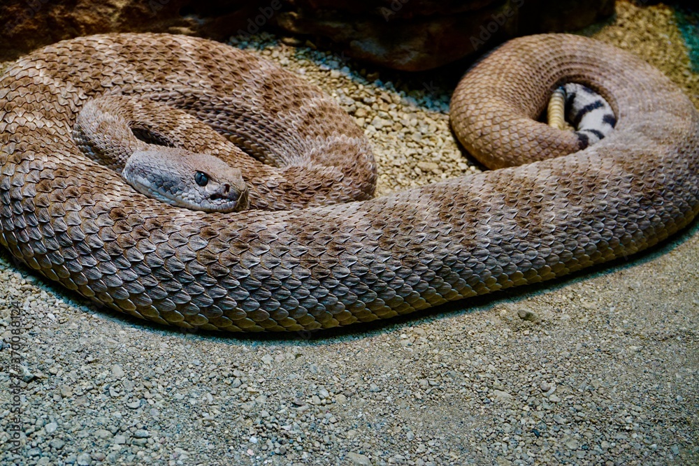Naklejka premium Rattlesnake