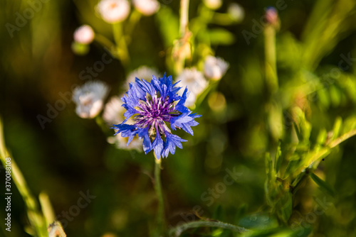The beautiful blue Cornflower in garden.