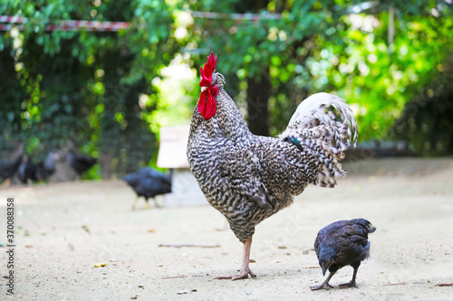 hens coks little chickens in a farm photo