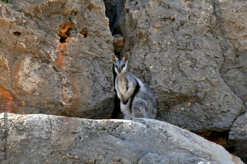 The endangered Black-footed rock wallaby camouflaged on its natural habitat  photo