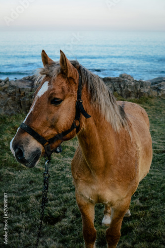 horse in the wild © pableten