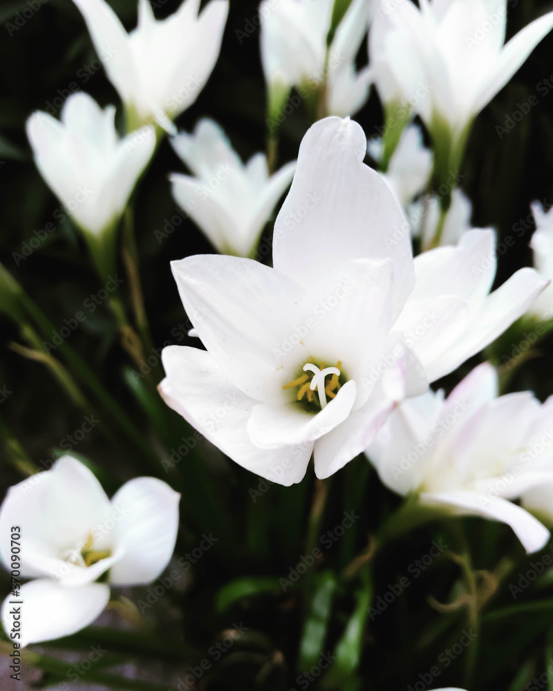 Flores