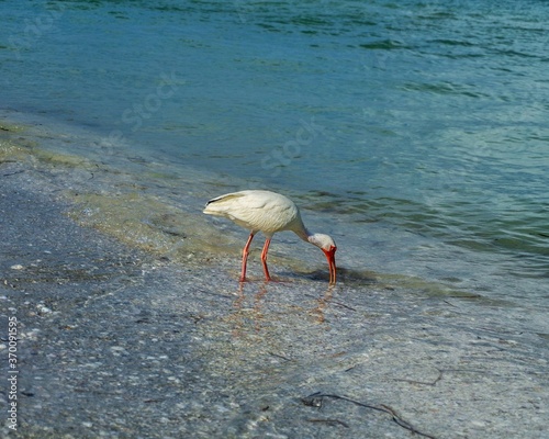 flamingo on the beach