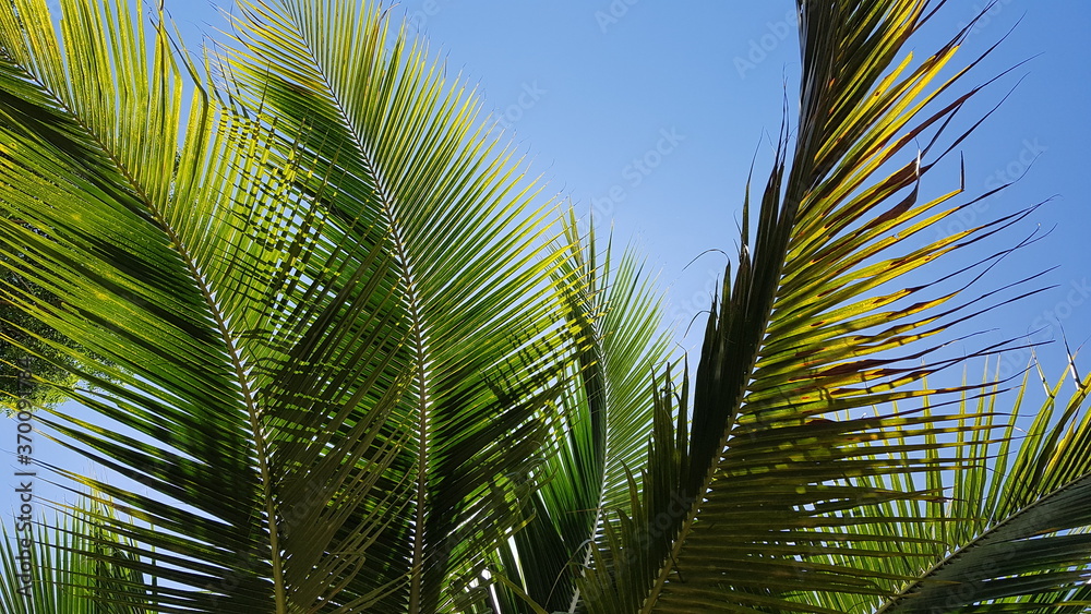 coconut leaves, coconuts palm tree on uprisen angle. with clear sky. Young Nam-Hom coconut for drinking coconut leaves, coconuts palm tree on uprisen angle. with clear sky. Young Nam-Hom coconut for drinking