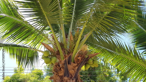 Coconut with coconuts palm tree are Perennial plant and fruit  coconut bunch on uprisen angle  fragrant coconut  Young Nam-Hom coconut for drinking