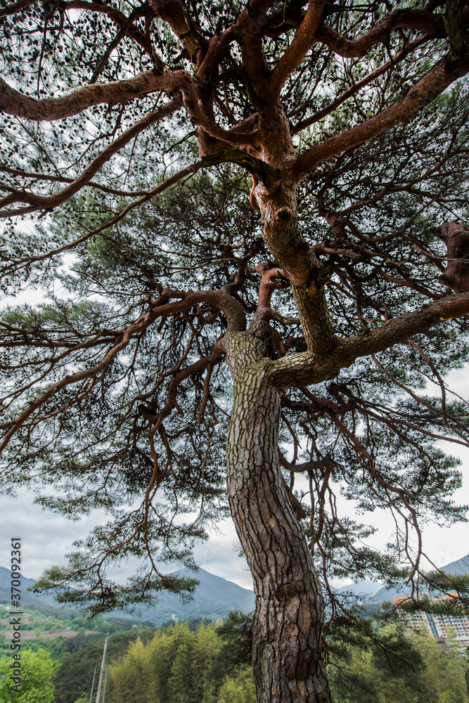 Fototapeta premium Wonderful isolated Pine tree and branch in garden, back ground blue sky.
