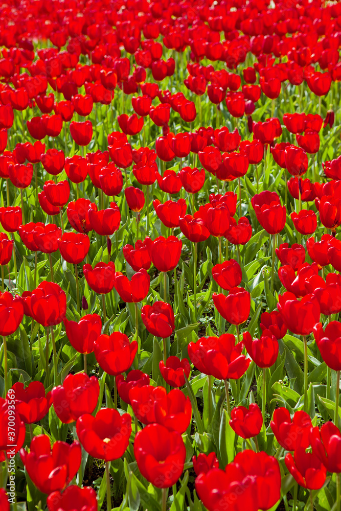 Fototapeta premium Beautiful landscape with tulip field 