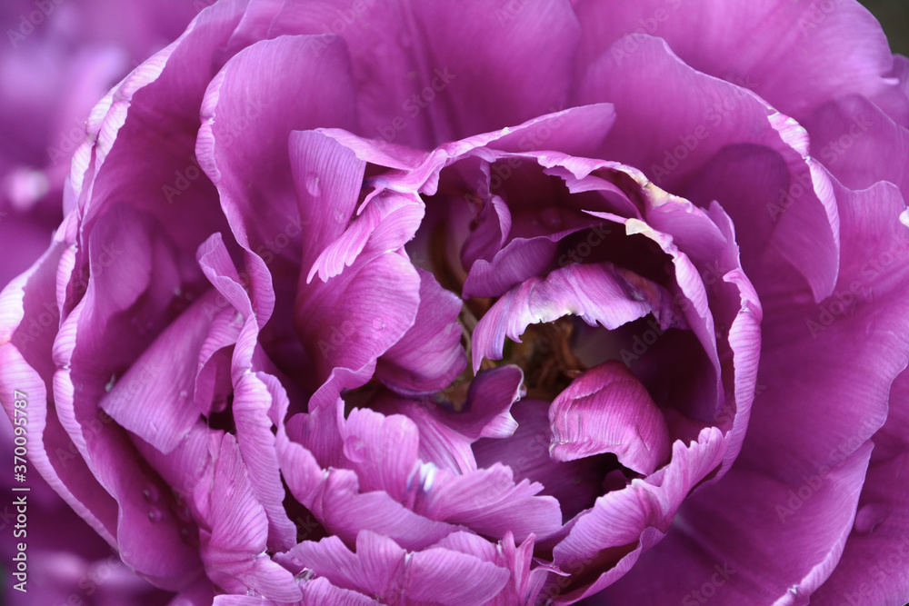 Fancy Purple Tulip