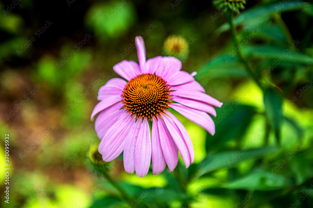 Fototapeta premium Beautiful purple corn flower,Echinacea, in spring season at botanical garden, close up.