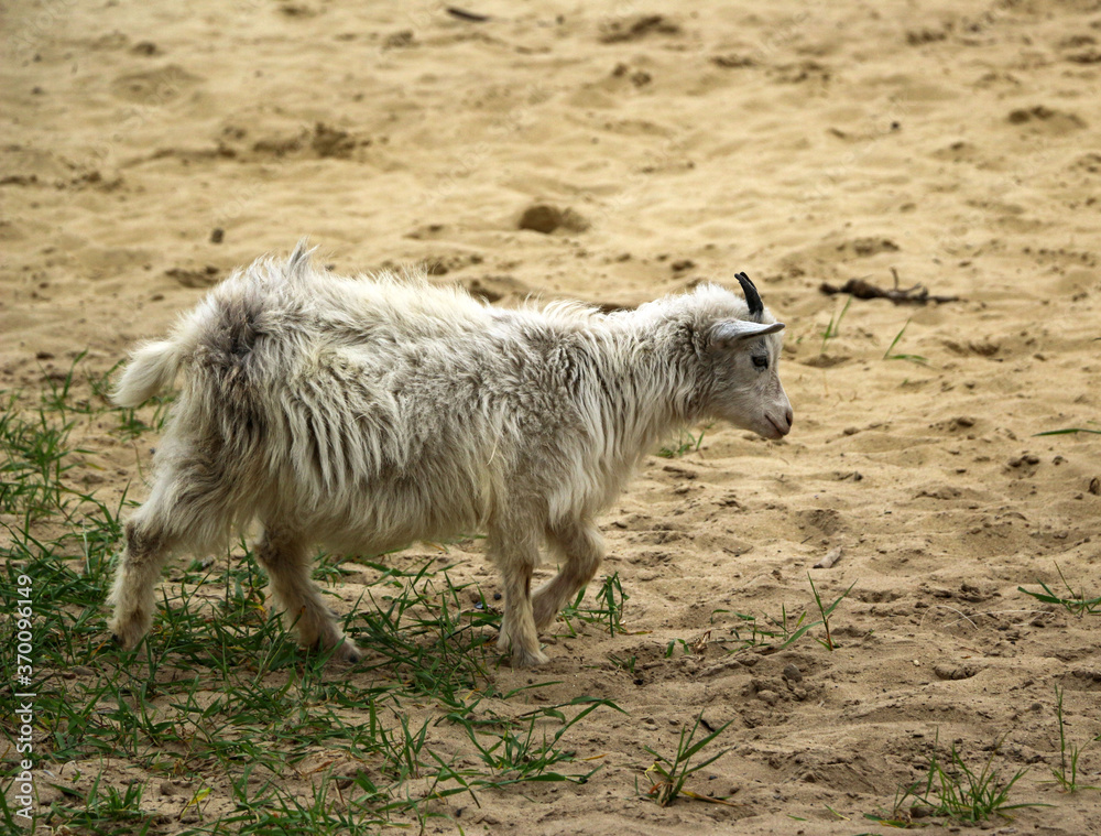  small white fluffy kid grazes on sandy soil with small patches of fresh grass.  small white goat with long fluffy hair eats juicy green grass.