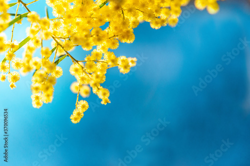 Картината върху платно Blossoming of Australian wattle tree (Acacia pycnantha, golden wattle) close up in spring, bright yellow flowers against blue background