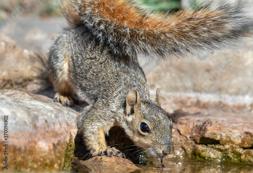 Fox Squirrel drinking © Roger Gray