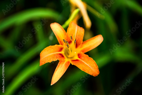 Beautiful color Lilium longiflorum flower in spring season at botanical garden, close up.