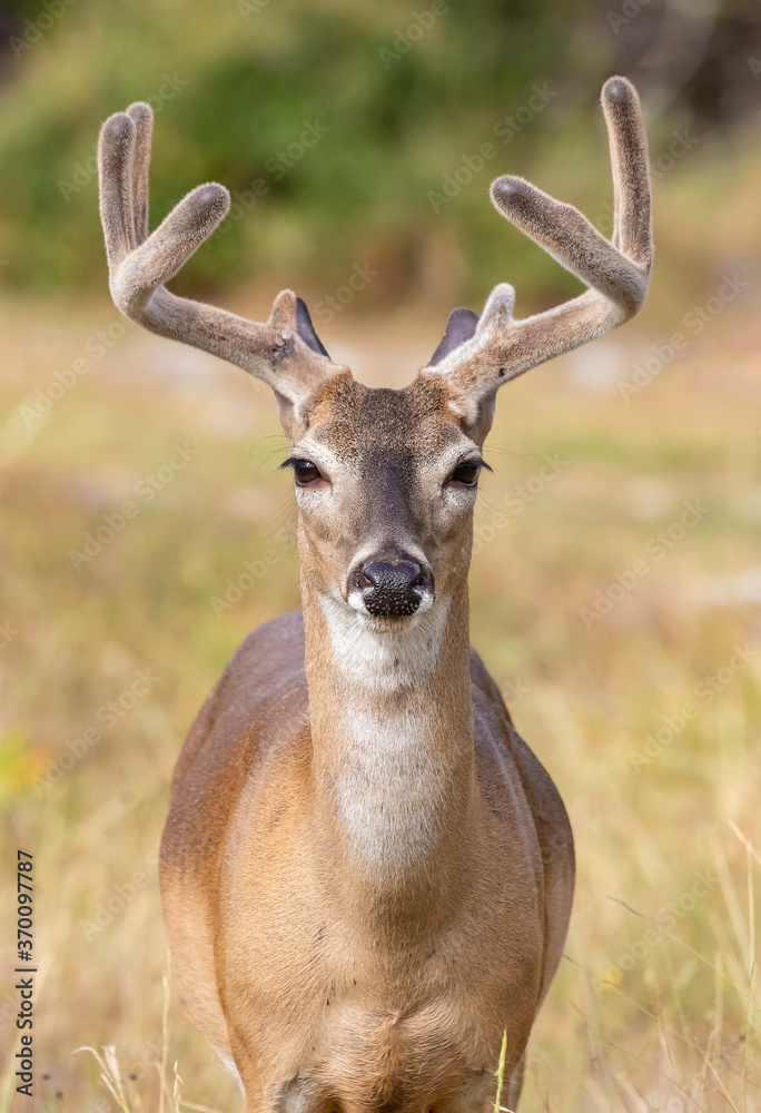 White-tailed buck White-tailed buck