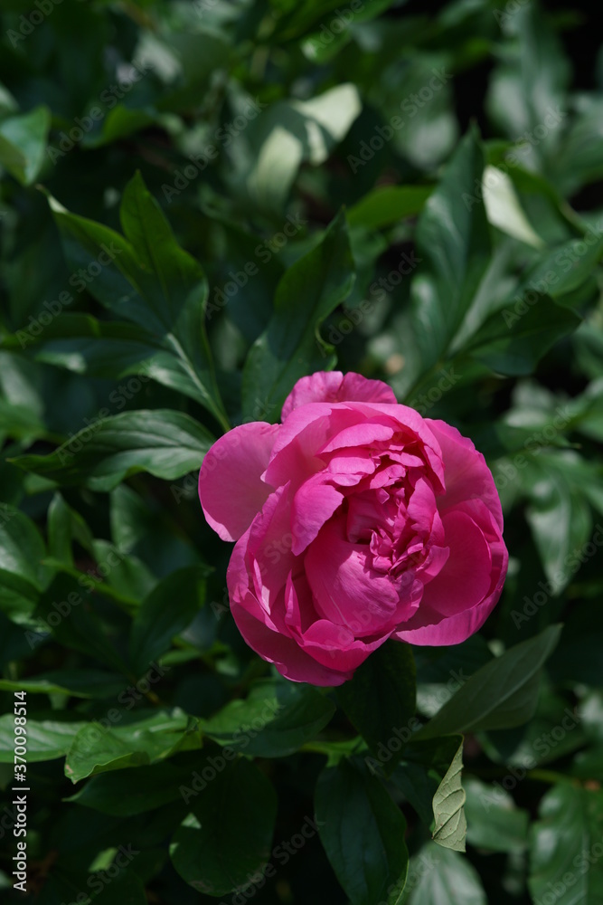 Light Red Flower of Peony in Full Bloom
Light Red Flower of Peony in Full Bloom