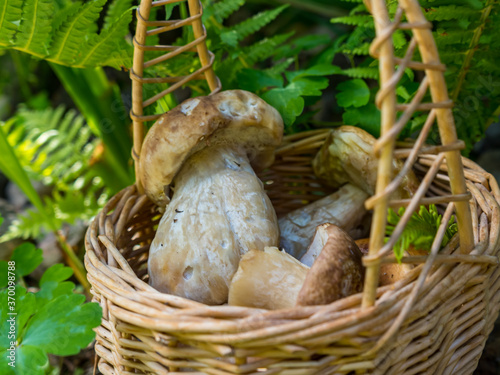 Wild fresh forest porcini mushrooms in a basket in the grass
