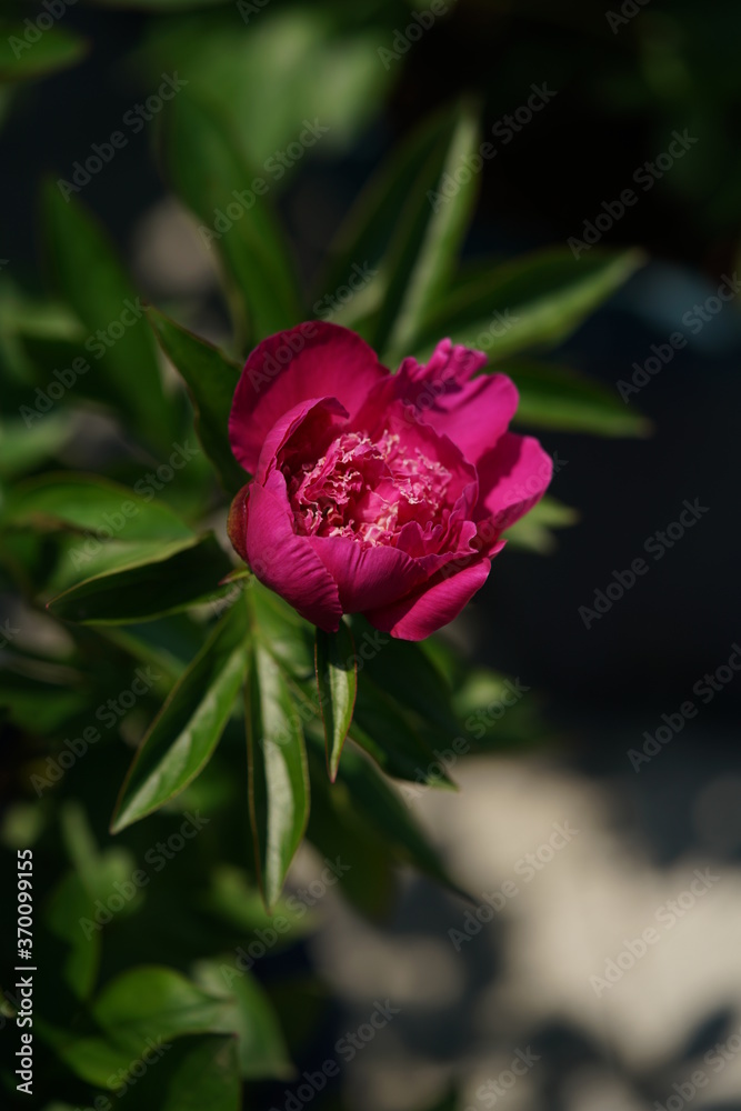Light Red Flower of Peony in Full Bloom
Light Red Flower of Peony in Full Bloom