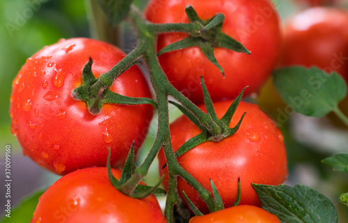 Growth ripe tomato in greenhouse