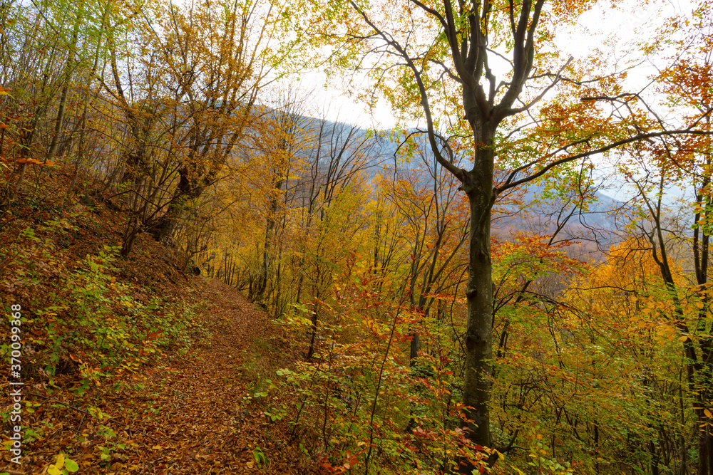 Beautiful autumn scenery and colorful foliage in the forest, in the Alps