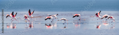 Flock of pink flamingos runing on the blue salt lake near izmir bird paradise - Izmir, Turkey
