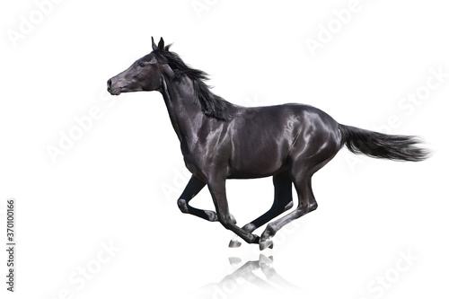 Black Horse run gallop isolated on white background