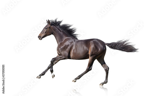  Bay Horse run gallop isolated on white background © callipso88