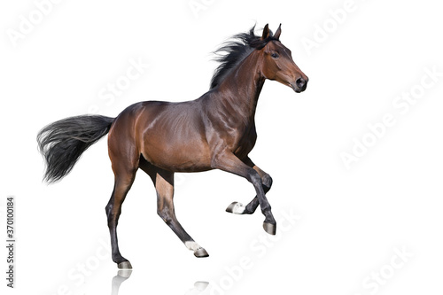  Bay Horse run gallop isolated on white background